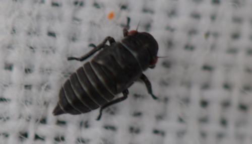 Oncopsis avellanae